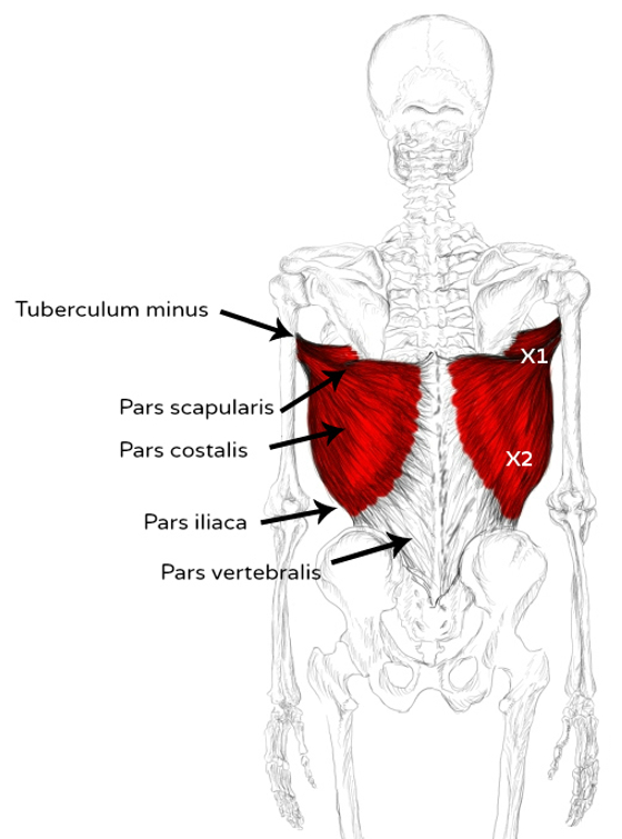 Muscle grand dorsal douleurs et trigger points