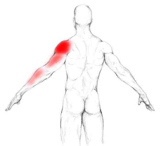 Muscle Gd Rond Muscle grand rond : douleurs et trigger points