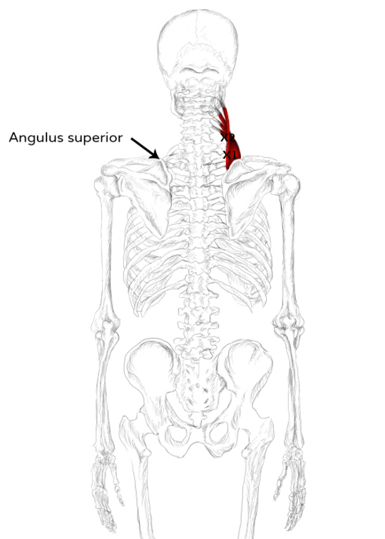 Muscle élévateur de la scapula : douleurs et trigger points
