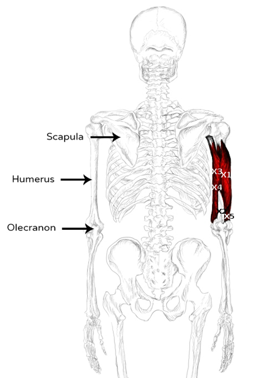Triceps brachial douleurs et trigger points